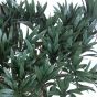 künstlicher Podocarpus Bonsai 100cm Blätter