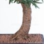 künstlicher Podocarpus Bonsai 65cm Stamm