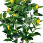 künstlicher Zitronenbaum Detail Kunstpflanze
