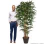 Kunstbaum künstlicher Bambus Naturstamm 210cm Mensch Vergleich
