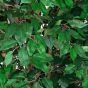 Kunstbaum künstlicher Jade Ficus 190cm Blätter
