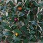 Kunstbaum künstlicher Oliven Kugelbaum 120cm Blätter
