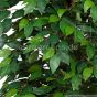 Kunstbaum künstlicher Säulenficus ca. 150cm Blätter