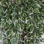 Kunstbaum Kunstliche Ficus Liane Miniblatt De Luxe grün creme 150cm Blätter