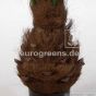 Kunstpalme Kanarische Dattelpalme 120 130cm Palmstammdetail