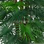 Kunstpalme künstliche Zwergpalme 150cm Palmblätter