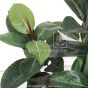 Kunstpflanze Gummibaum ca. 90-100cm