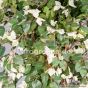 Kunstpflanze künstliche Bougainvillea 120 130cm Weiße. Blüten Detail Ega 4404 1
