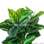 Kunstpflanze künstliche Calathea 90cm hoch Details Eg3 1001