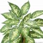 Kunstpflanze künstliche Dieffenbachia 45cm Detail Eg24 103