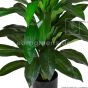 Kunstpflanze künstliche Dracäna 70cm Blätter