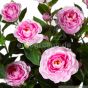 Kunstpflanze künstliche Pflanze Camelia Japonica Rosa blühend Blütendetail