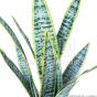 Kunstpflanze künstliche Sansevieria Trigida 50cm Blattdetail