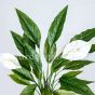 Kunstpflanze künstliche Spathiphyllum Pflanze ca. 50cm mit 3 Weißen. Blüten Blütendetail