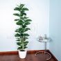 Kunstpflanze künstlicher Gummibaum 160 170cm Deko