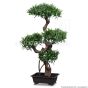 Kunstpflanze künstlicher Podocarpus Bonsai 90cm