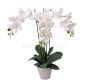 künstliche Weiße. Phalänopsis Orchidee