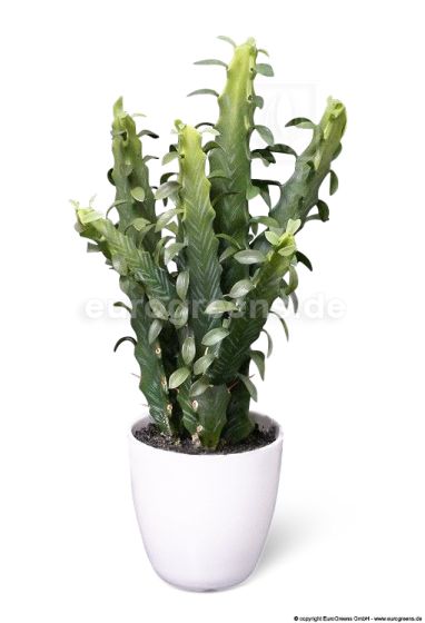 künstlicher Kaktus Euphorbia 40cm Im Weißen. Topf